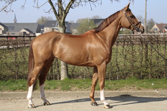 Passionata Van Perschroeven