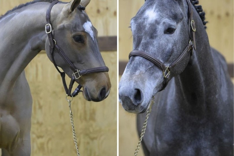 Sunny Girl Catch Me Horse Auction Belgium Sunny Girl Catch Me Horse Auction Belgium